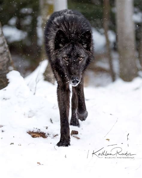Tapping into the Instinctual Magic of Wolves for Decision Making